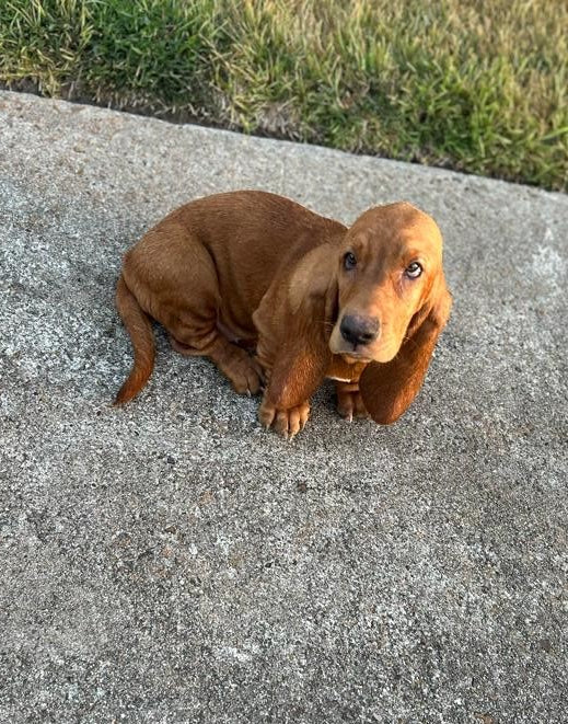 Butterfinger (Female) + FREE Puppy Love Charm