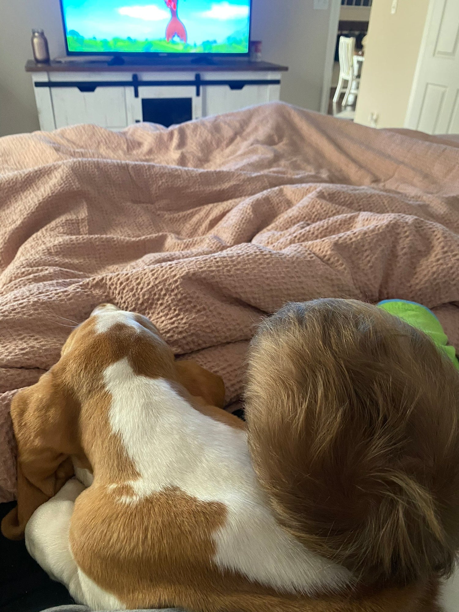 Croissant the puppy and baby