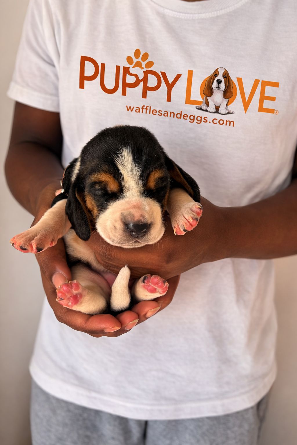 [SOLD] Dominoes (Female) + FREE Puppy Love Charm