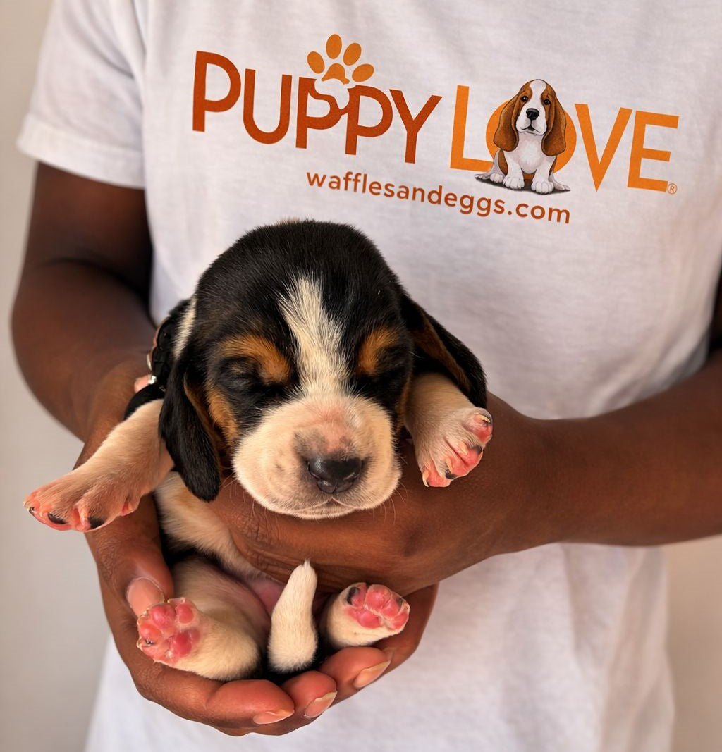 [SOLD] Dominoes (Female) + FREE Puppy Love Charm