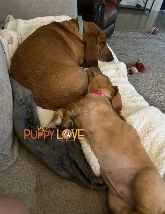 [SOLD] Banana Split (Female) + FREE Puppy Love Charm