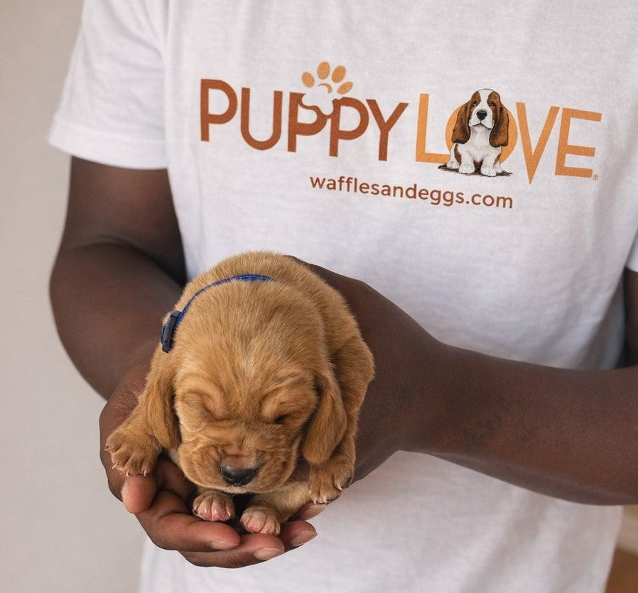 [SOLD] Ginger Snap (Female) + FREE Puppy Love Charm