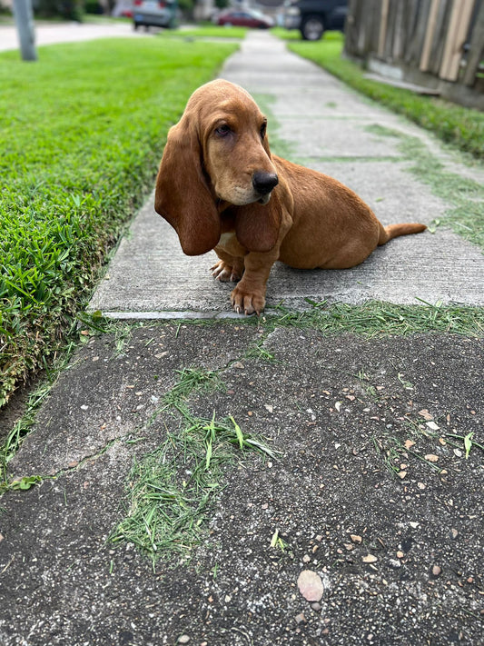 Ginger Snap (Female) + FREE Puppy Love Charm